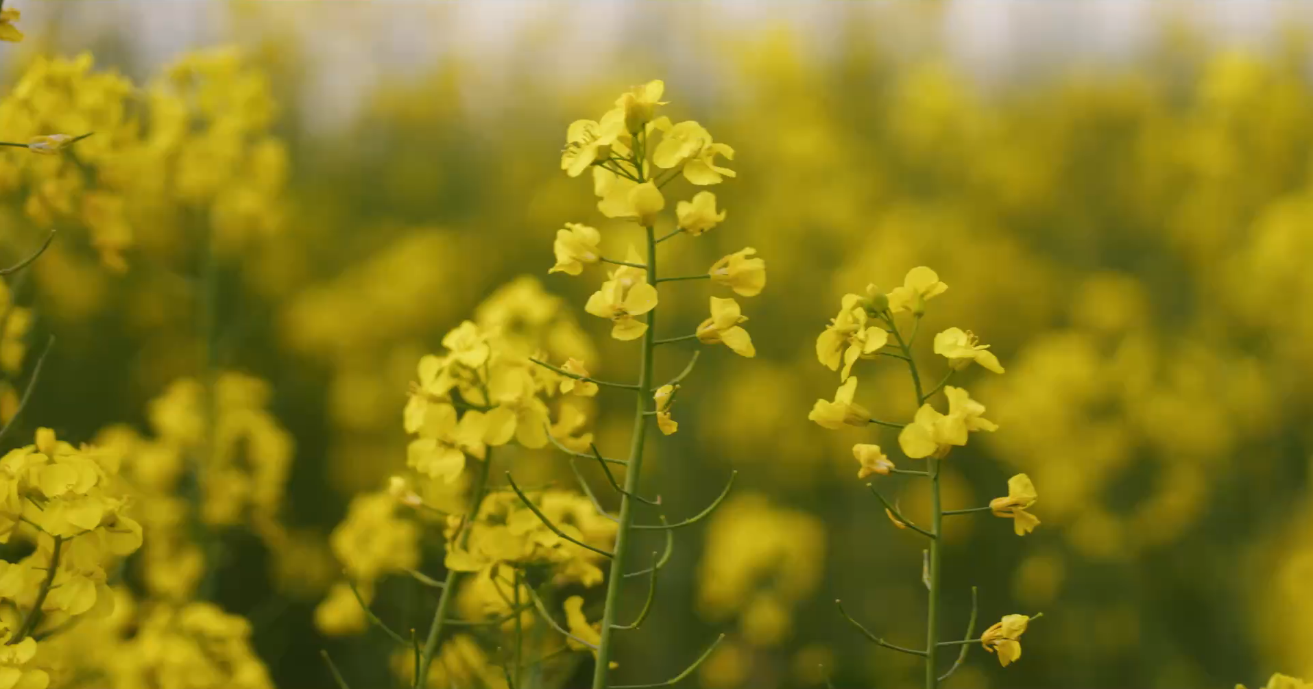 Første Frame Af Video